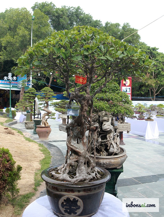 ガジュマルミニ盆栽の植え付けと鉢選びの実践テクニック