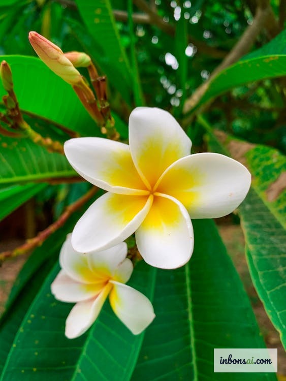 園芸店で健康なプルメリア盆栽の苗を選ぶ