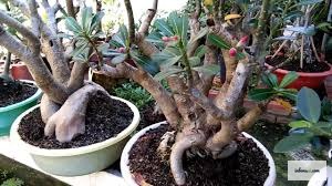 盆栽用鉢への植え付け準備が整ったプルメリアの発根挿し穂