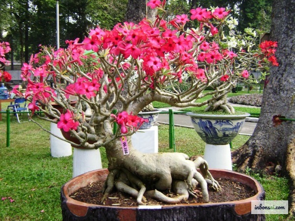 均整のとれた美しい樹形を作るためのプルメリア盆栽の剪定