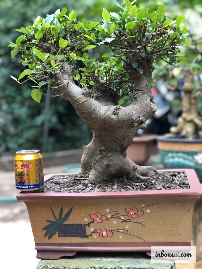 良い株を選ぶ基準：均整の取れた幹、均一な実、適切な鉢