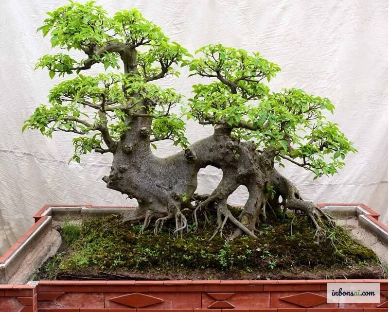 財運を引き寄せるクラスターイチジクミニ盆栽の室内リビングへの配置