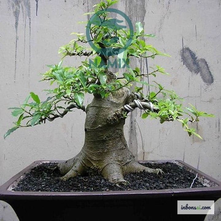 幹に密集した赤い実が豊かさと繁栄を象徴するクラスターイチジク盆栽