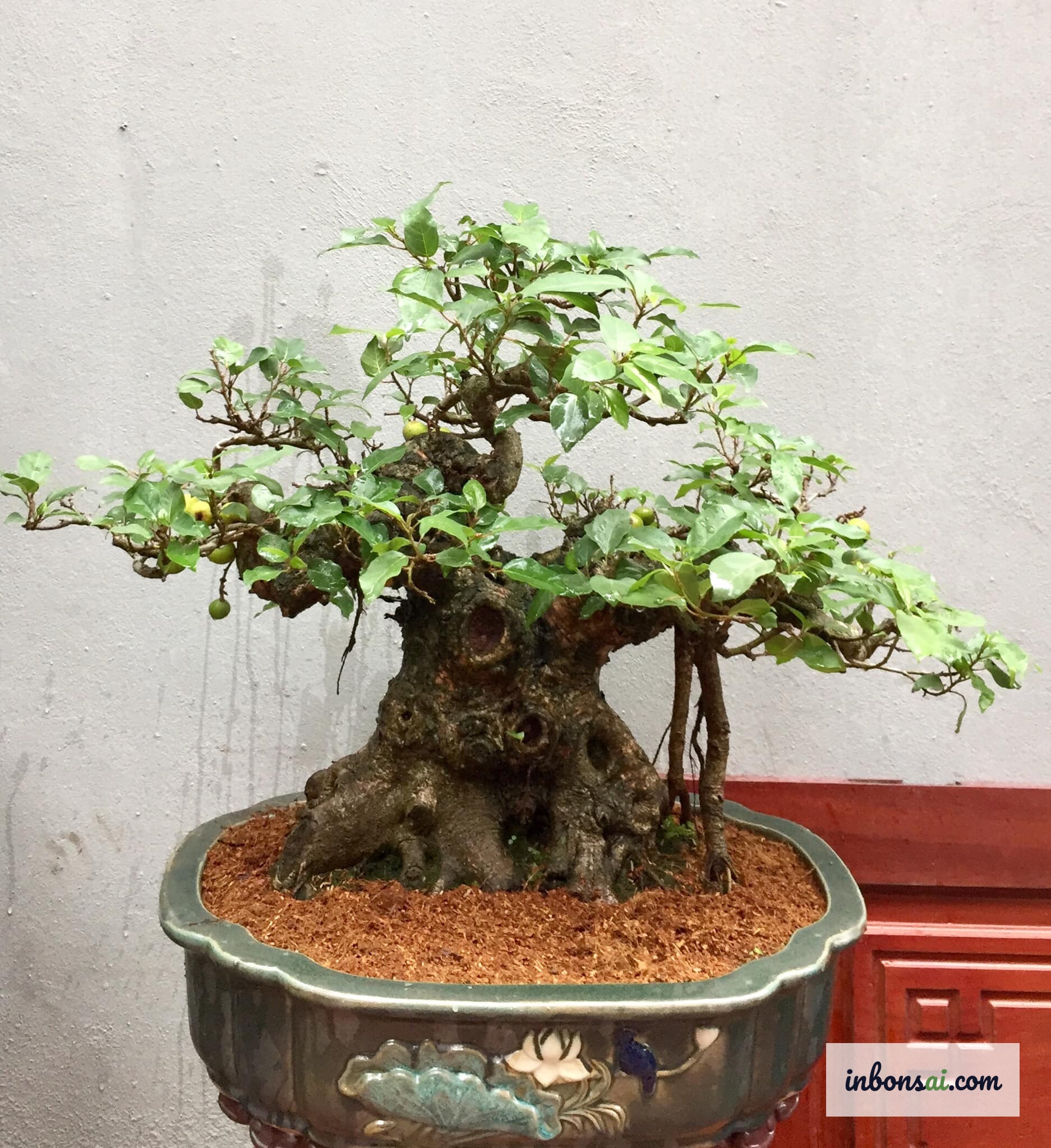 クラスターイチジクミニ盆栽の剪定と樹形作りの技法