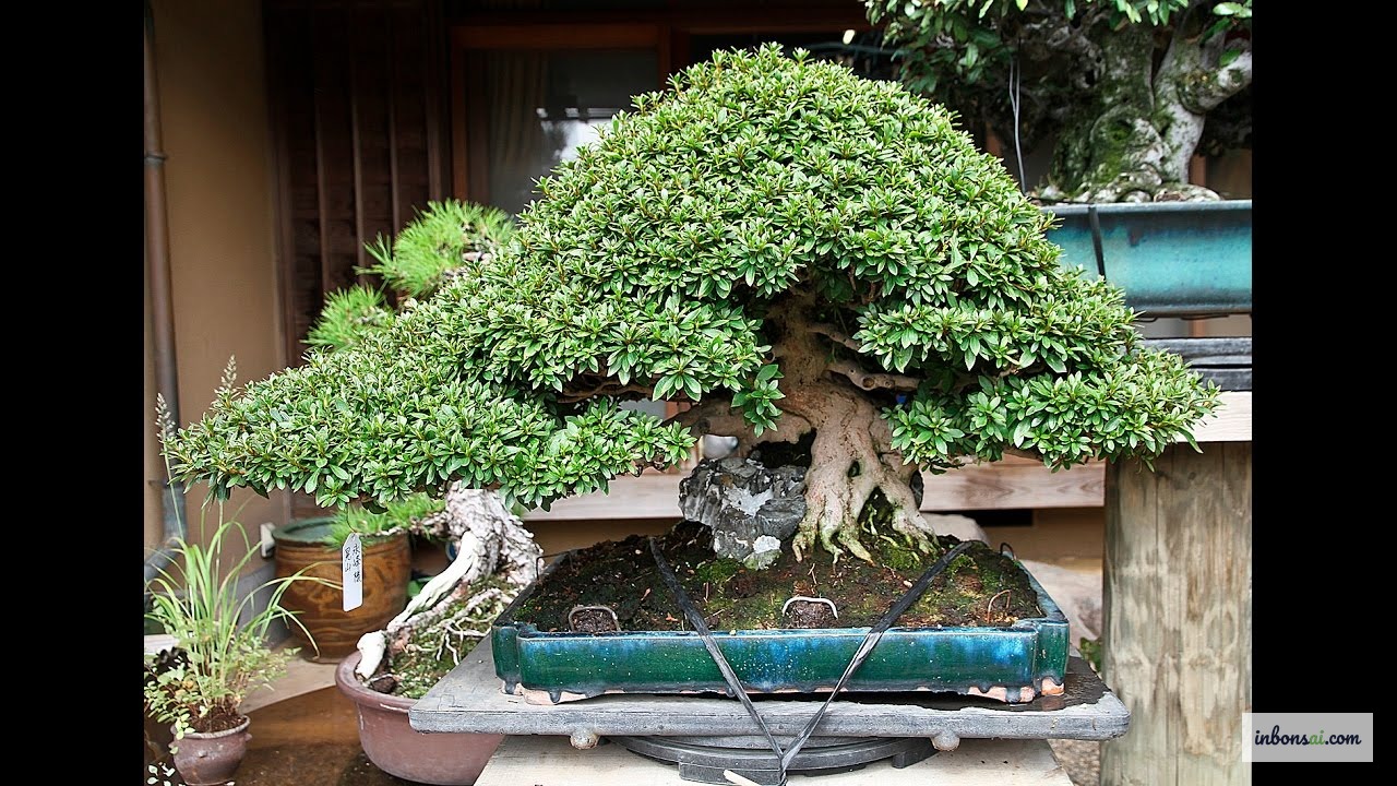 Cây trà phúc kiến bonsai đặt trong nhà mang lại phong thủy tốt