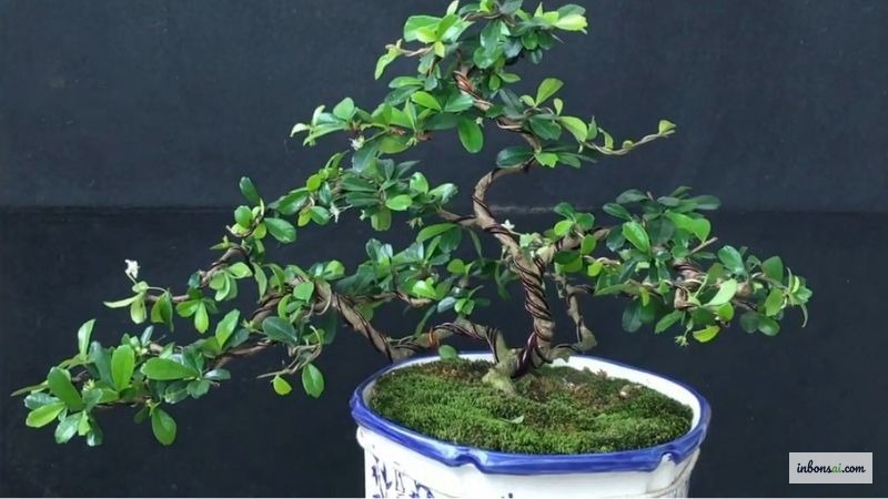 Cây trà phúc kiến bonsai mini với hoa trắng nhỏ và lá xanh bóng