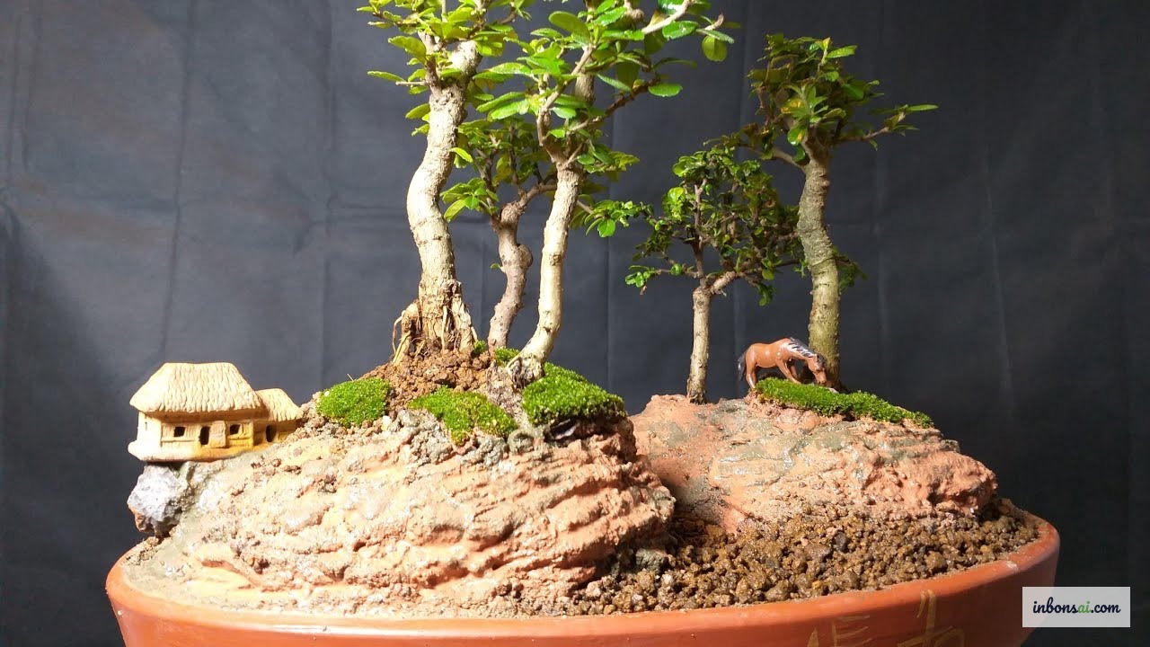 Hỗn hợp đất trồng bonsai trà phúc kiến chuẩn tỷ lệ