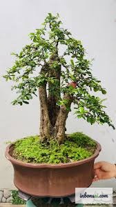 Kiểm tra sâu bệnh trên lá bonsai trà phúc kiến