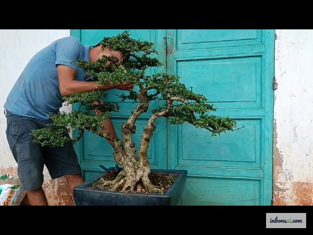 Cắt tỉa tạo dáng bonsai trà phúc kiến bằng kéo chuyên dụng