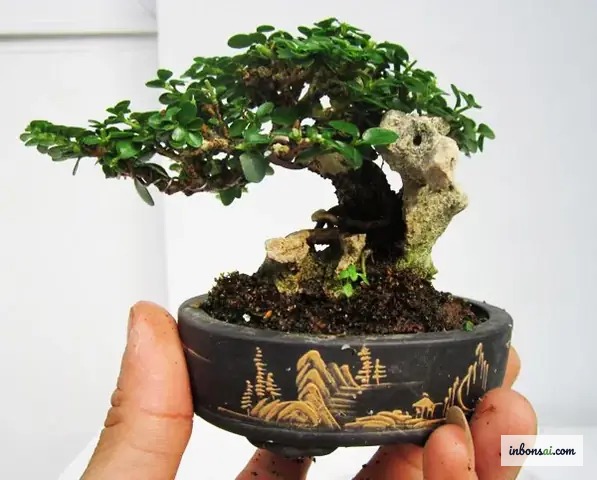 Tưới nước đúng cách cho bonsai trà phúc kiến