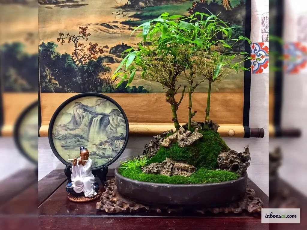Cây trúc bonsai phong thủy đặt trên bàn làm việc hút tài lộc