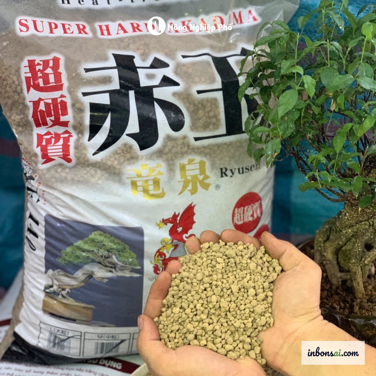 Trồng cây trúc bonsai vào chậu với đất akadama và sỏi thoát nước