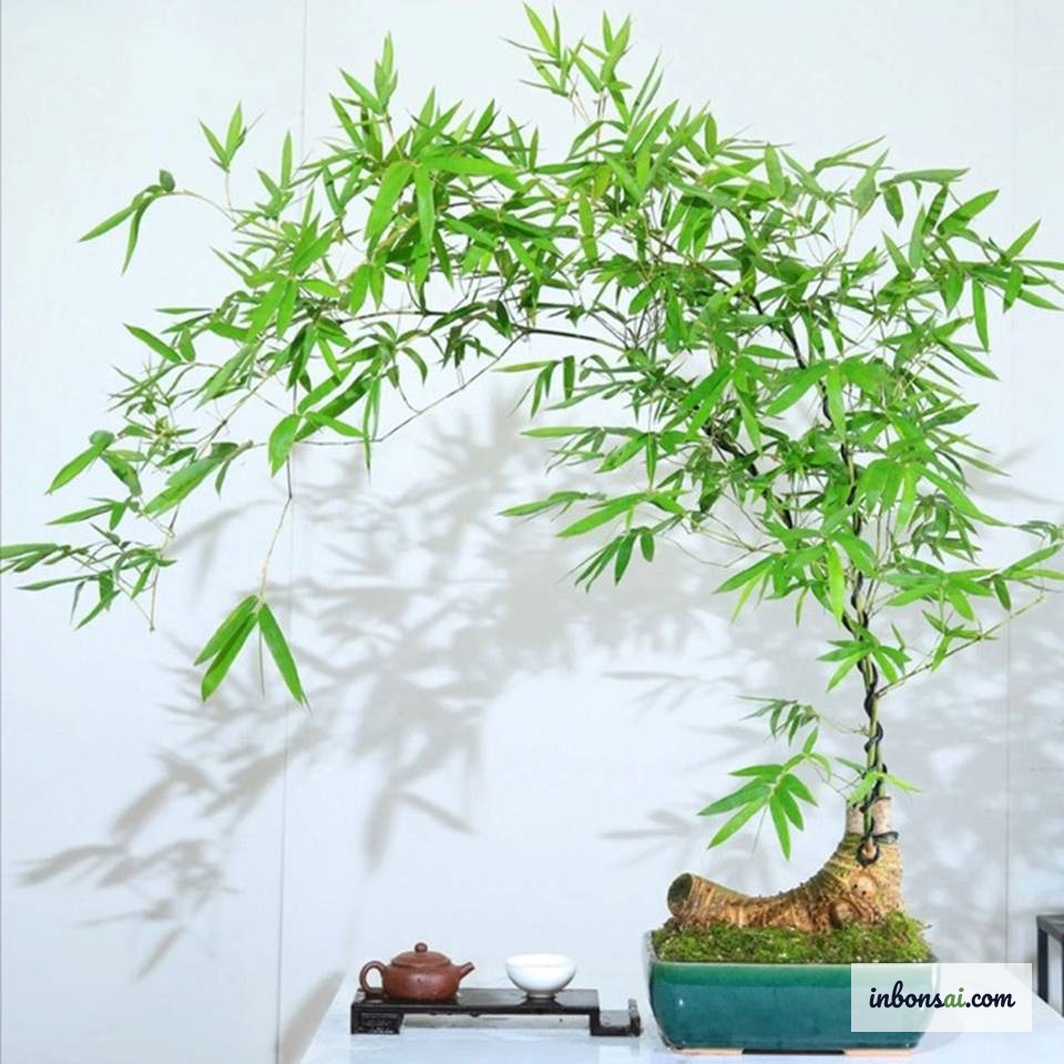 Tỉa cành và tạo dáng cây trúc bonsai với kéo cắt chuyên dụng