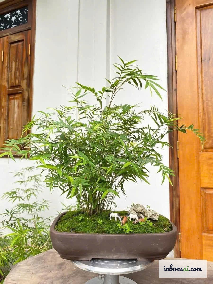 Cây trúc bonsai phong thủy trồng trong chậu nhỏ đặt trong nhà