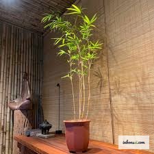 Chăm sóc cây trúc bonsai trong nhà — tưới nước và ánh sáng tự nhiên