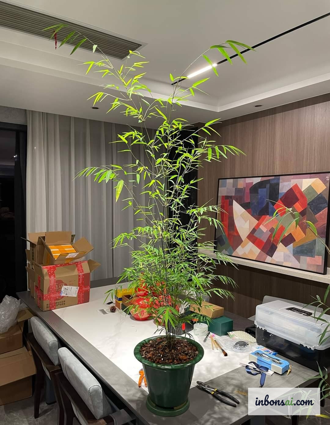 Cây trúc bonsai đặt trong nội thất phong thủy trang nhã