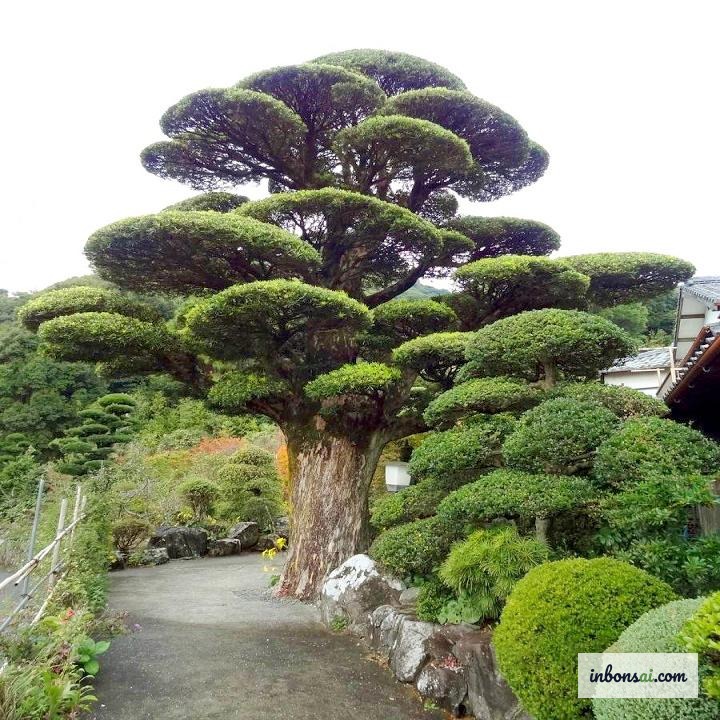 窓辺の自然光で育てられた羅漢松盆栽