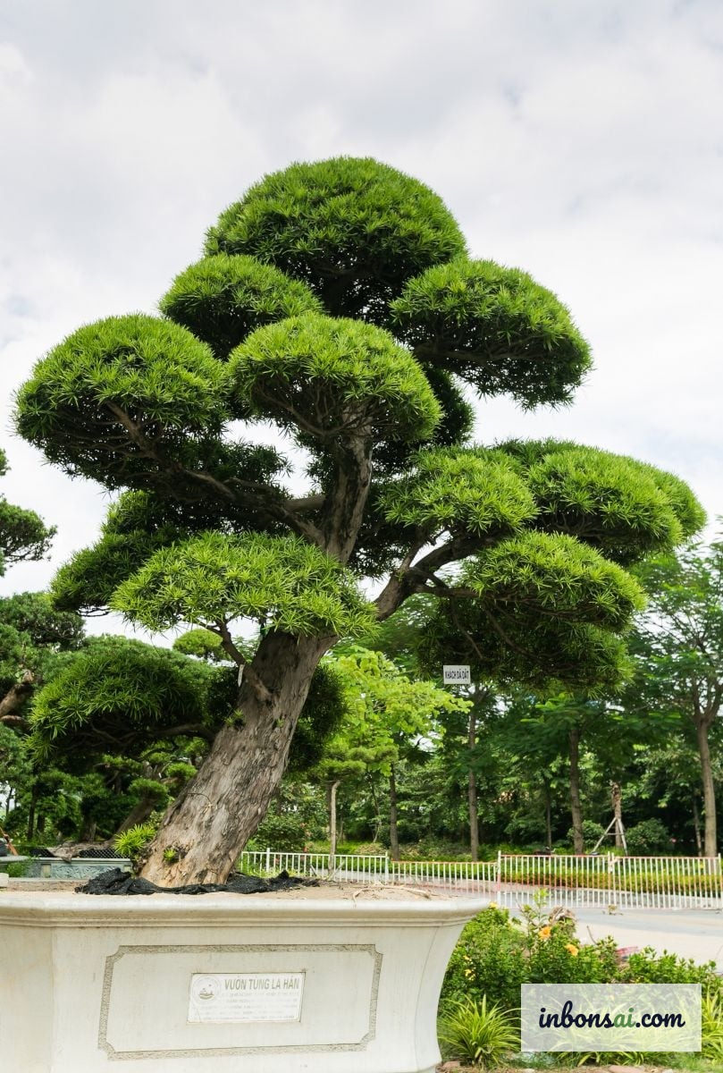 种植在陶瓷花盆中的罗汉松盆景，直立树形优雅大方