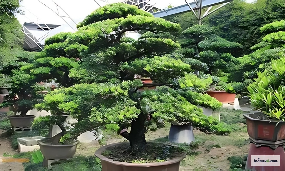 羅漢松盆栽の葉を病害虫の早期発見のために確認する