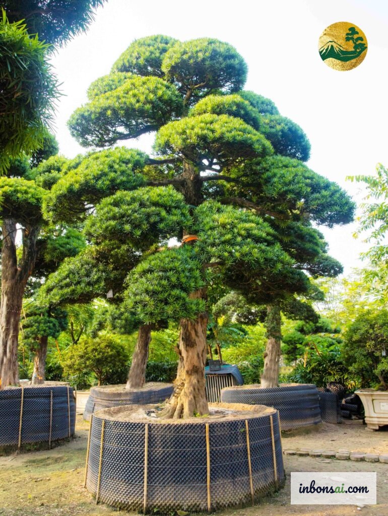 細口じょうろで羅漢松盆栽に水やりをする様子