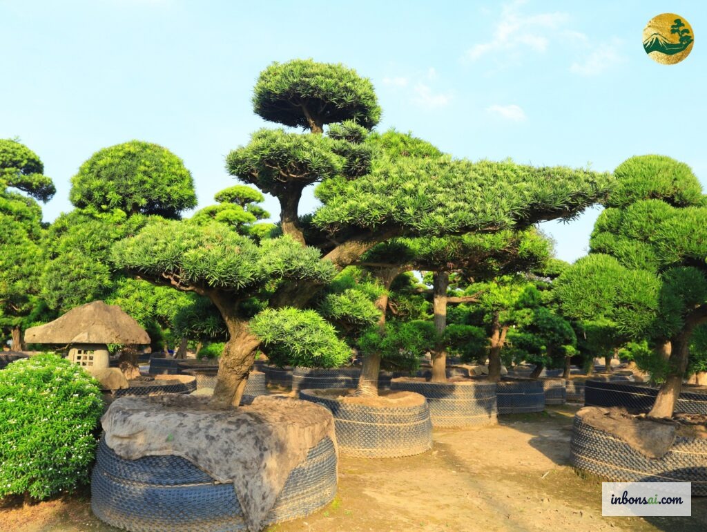 陶芸鉢に仕立てられた羅漢松盆栽の芸術的な樹形