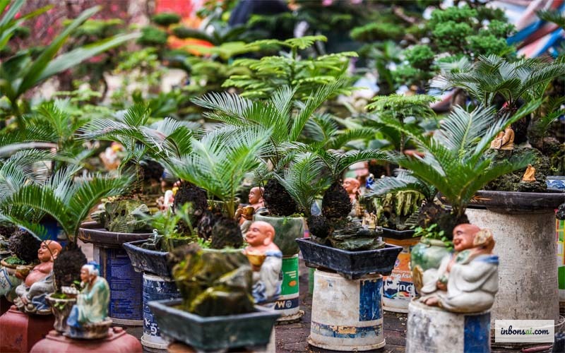 専門的な植物ケア製品による盆栽への施肥