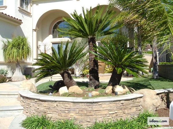 風水の木の気エネルギーのための室内ソテツ盆栽の配置