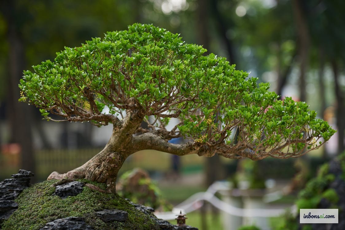 盆栽の葉の病害虫点検