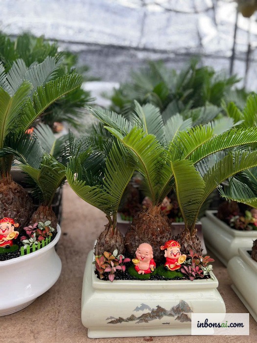 摆放在精美陶瓷盆中的苏铁盆景，象征风水中的长寿与繁荣