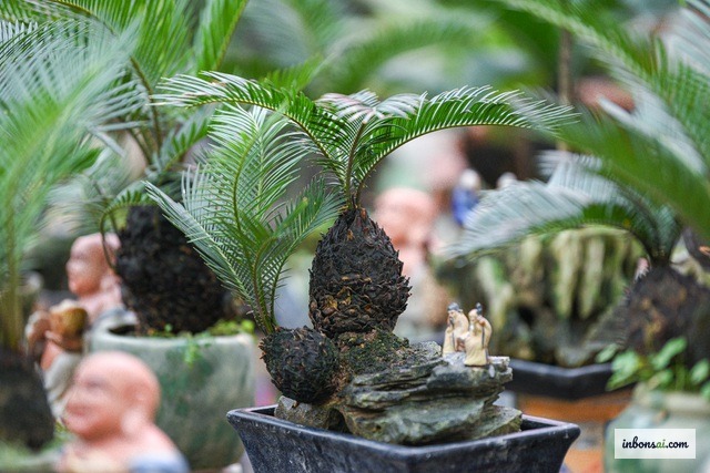 良好な排水性を持つ盆栽用土でのソテツの植え替え