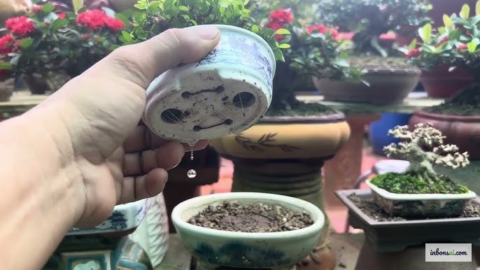 Lỗ thoát nước chậu bonsai cần được thông thoáng trong mùa mưa