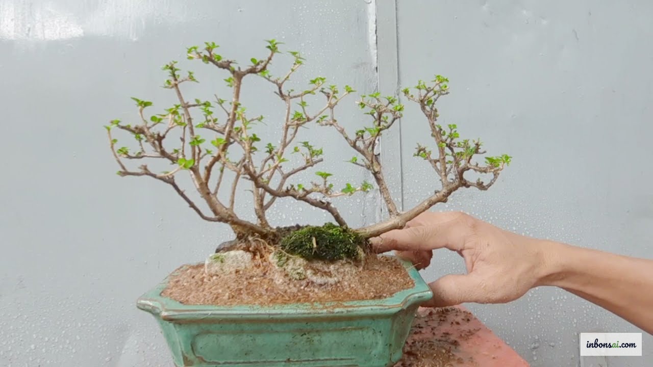 Kiểm tra và cắt rễ thối bonsai khi phát hiện bị úng nước nghiêm trọng