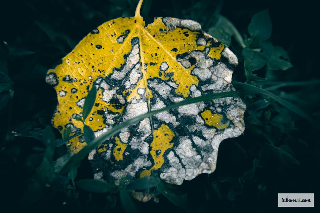 Dấu hiệu lá vàng, rễ đen là triệu chứng điển hình của úng nước bonsai