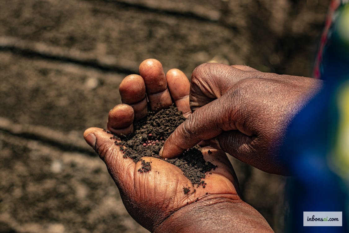 Giá thể bonsai với akadama pumice perlite thoát nước tốt chống úng rễ