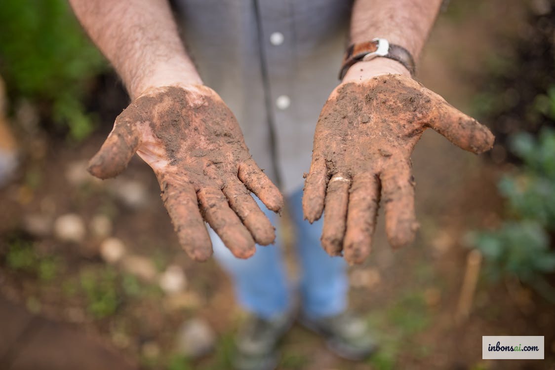 Kiểm tra độ ẩm đất bonsai bằng que tre trước khi tưới nước