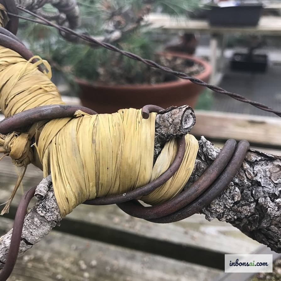 Cận cảnh dây uốn quấn quanh cành bonsai cần kiểm tra trước mùa đông