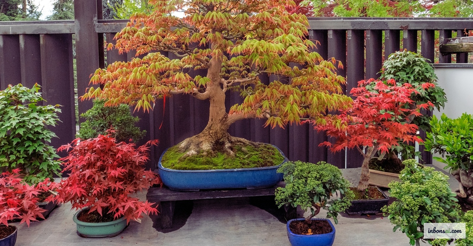 Cây bonsai được chăm sóc chuẩn bị bước vào mùa thu