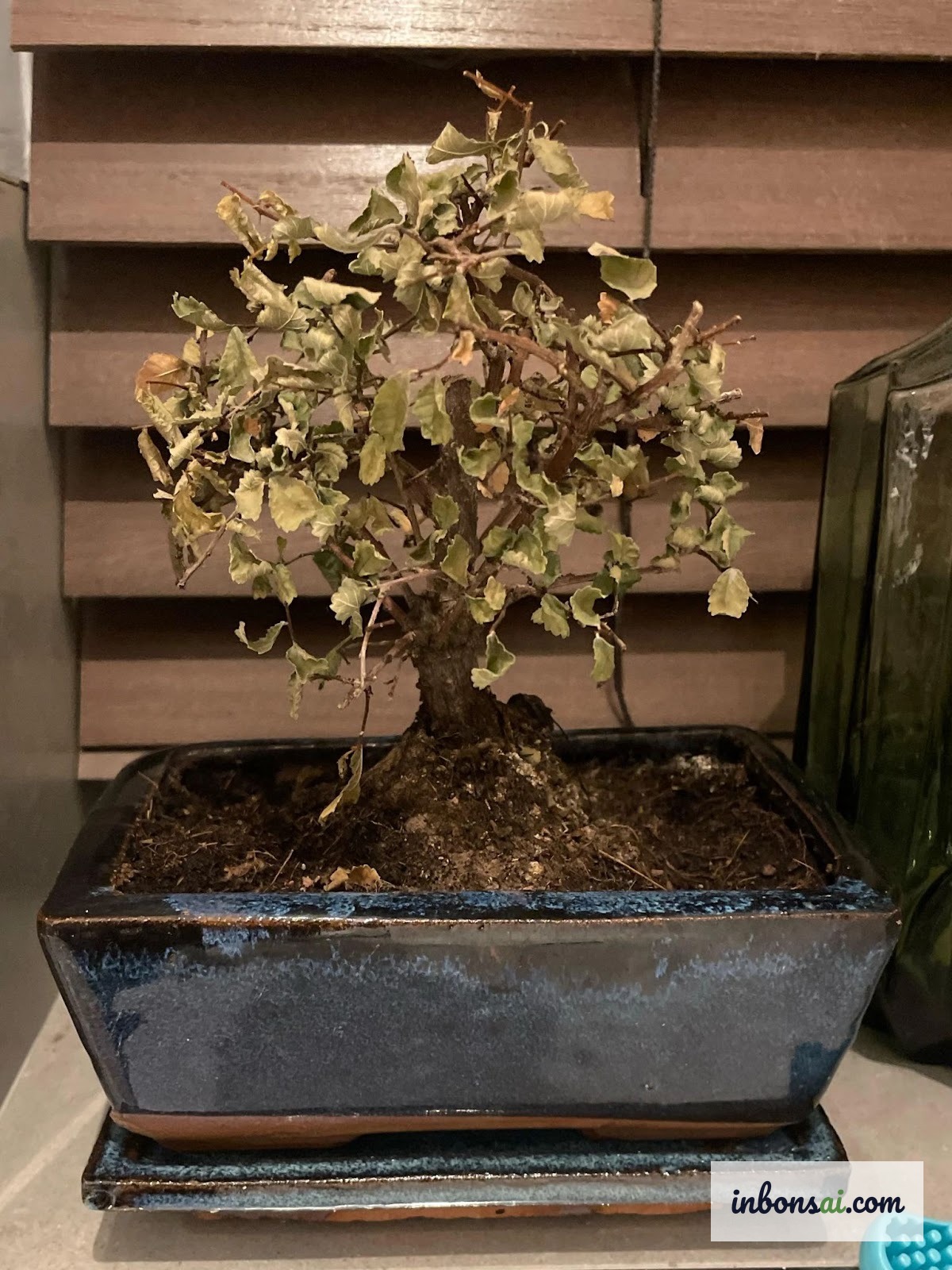 Kiểm tra kỹ cây bonsai để phát hiện sâu bệnh trước khi vào mùa nghỉ