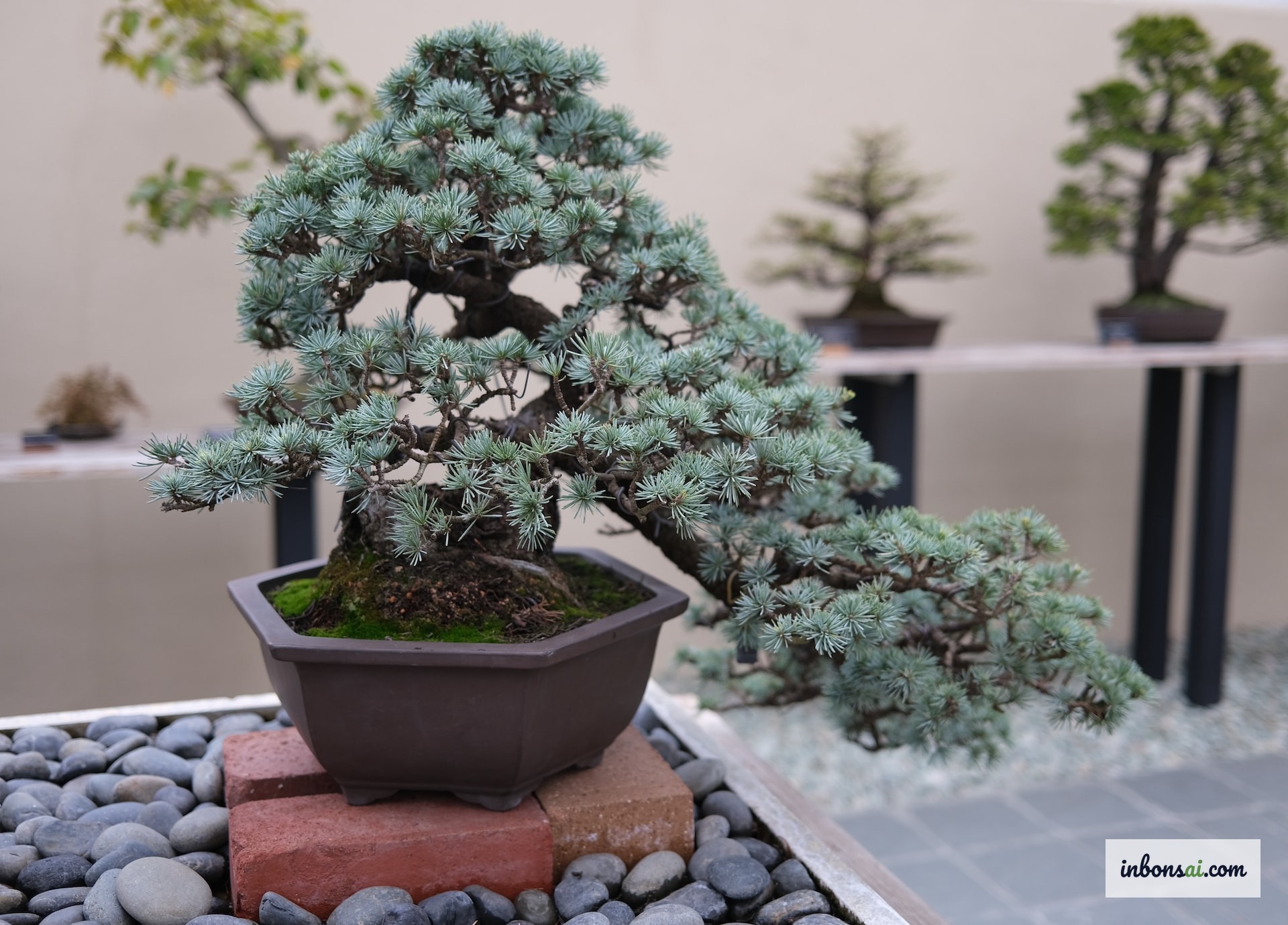 Bonsai lá kim như thông, tùng có nhịp chuẩn bị ngủ đông khác cây nhiệt đới