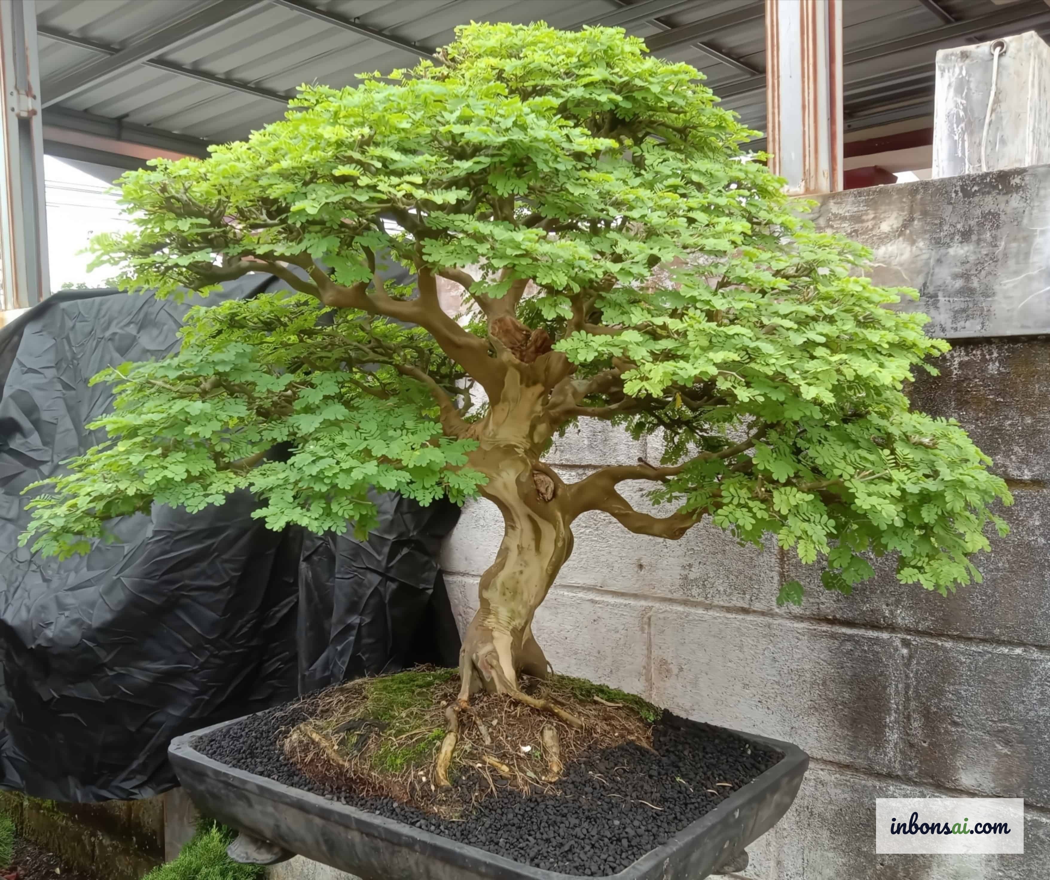 Tưới nước cho cây bonsai theo nhu cầu giảm dần vào mùa thu