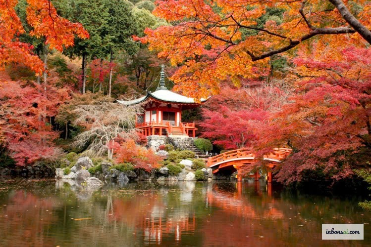 Cây bonsai với lá vàng mùa thu, thể hiện vẻ đẹp đặc trưng của mùa thu