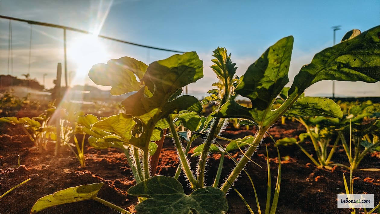 Bón phân bonsai mùa thu với phân kali và phốt pho giúp cây cứng cáp