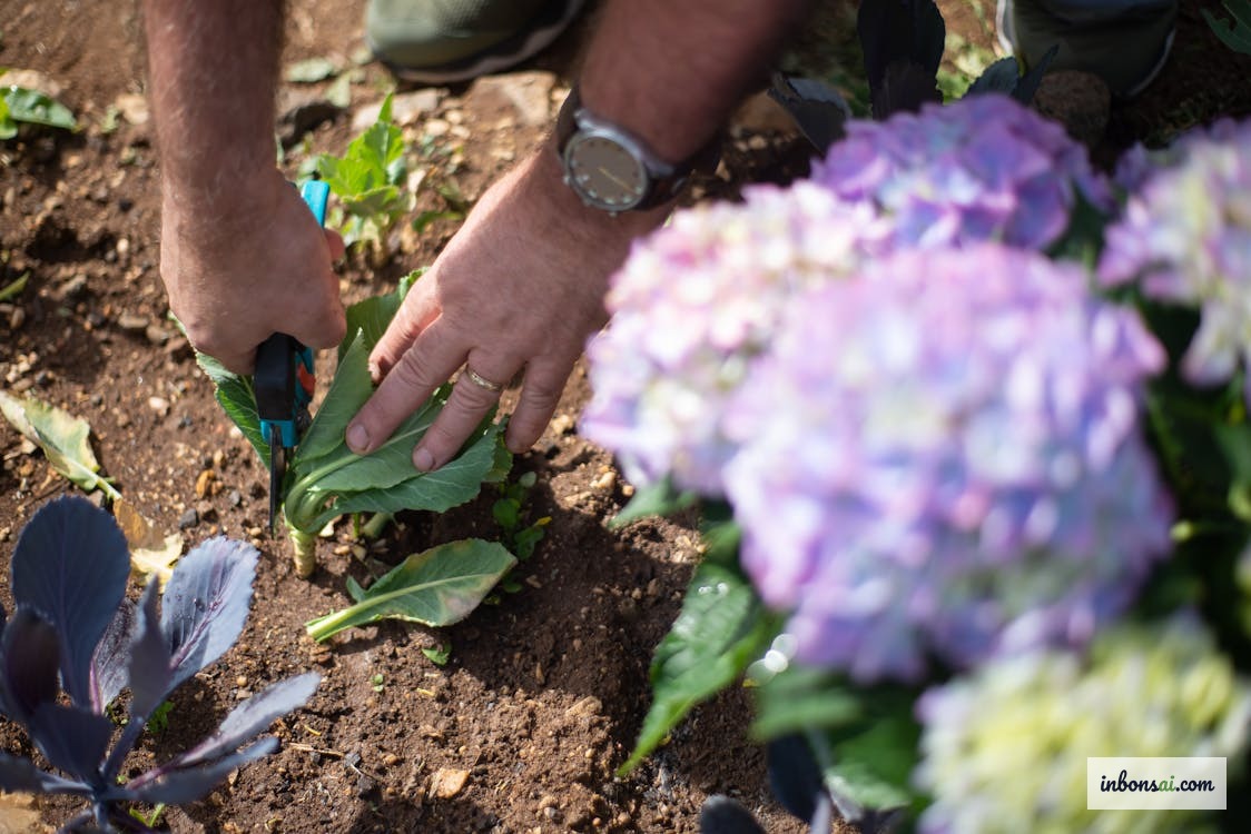 Kiểm tra và phòng trừ sâu bệnh bonsai trước mùa đông