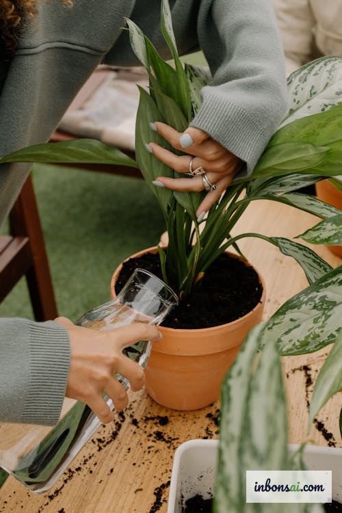 Tưới nước bonsai mùa thu đúng cách, điều chỉnh theo thời tiết