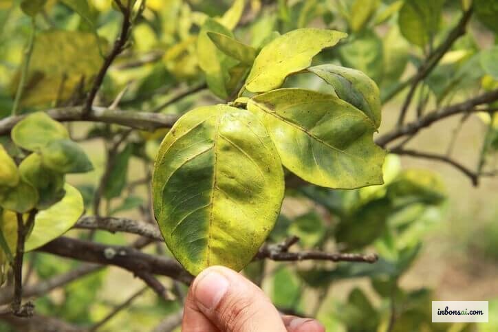 盆景显示夏季极端高温引起的叶片卷曲和焦尖等热应激症状