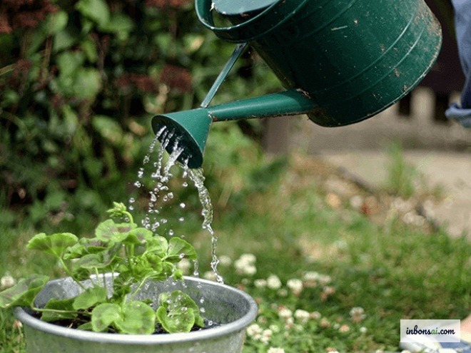 极端高温来临前清晨浇水避免根部热冲击