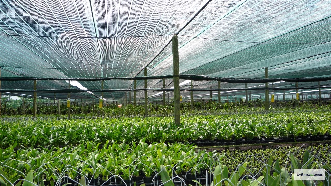 为保护盆景免受夏季强烈日照而在框架上安装的遮阳网