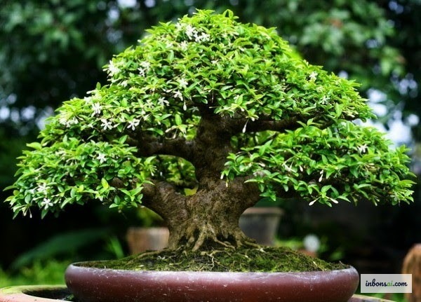 Cành bonsai được cắt tỉa gọn gàng để tạo hình tháng 9–10