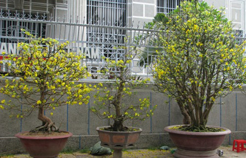 Cách chăm sóc cây mai kiểng