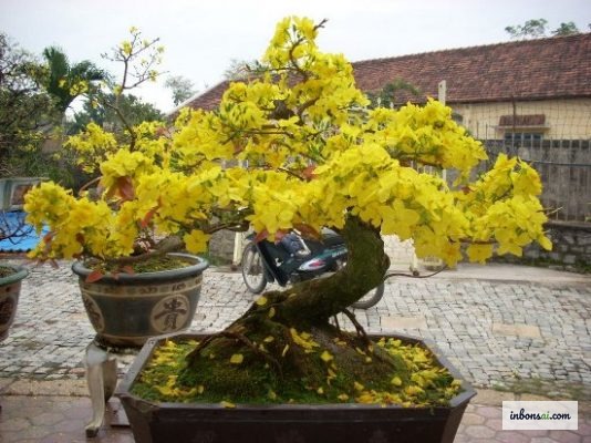 Cách chăm sóc mai sau tết